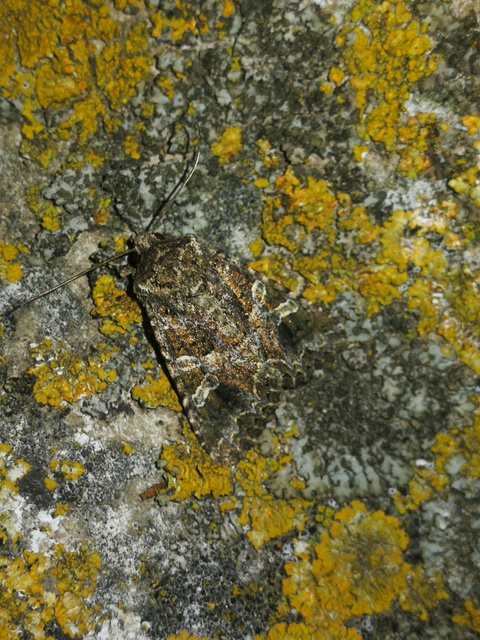 Hadena bicruris/capsincola