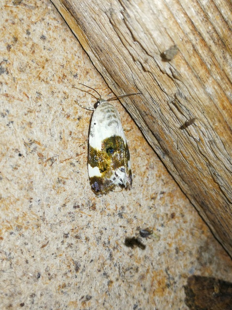 Acontia lucida - fehér nappalibagoly