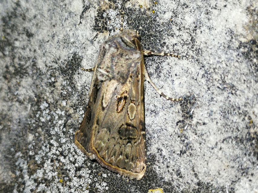 Agrotis bigramma - kétjegyű földibagoly