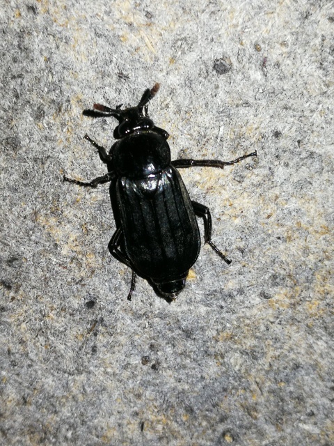 Necrodes littoralis - nagy dögbogár