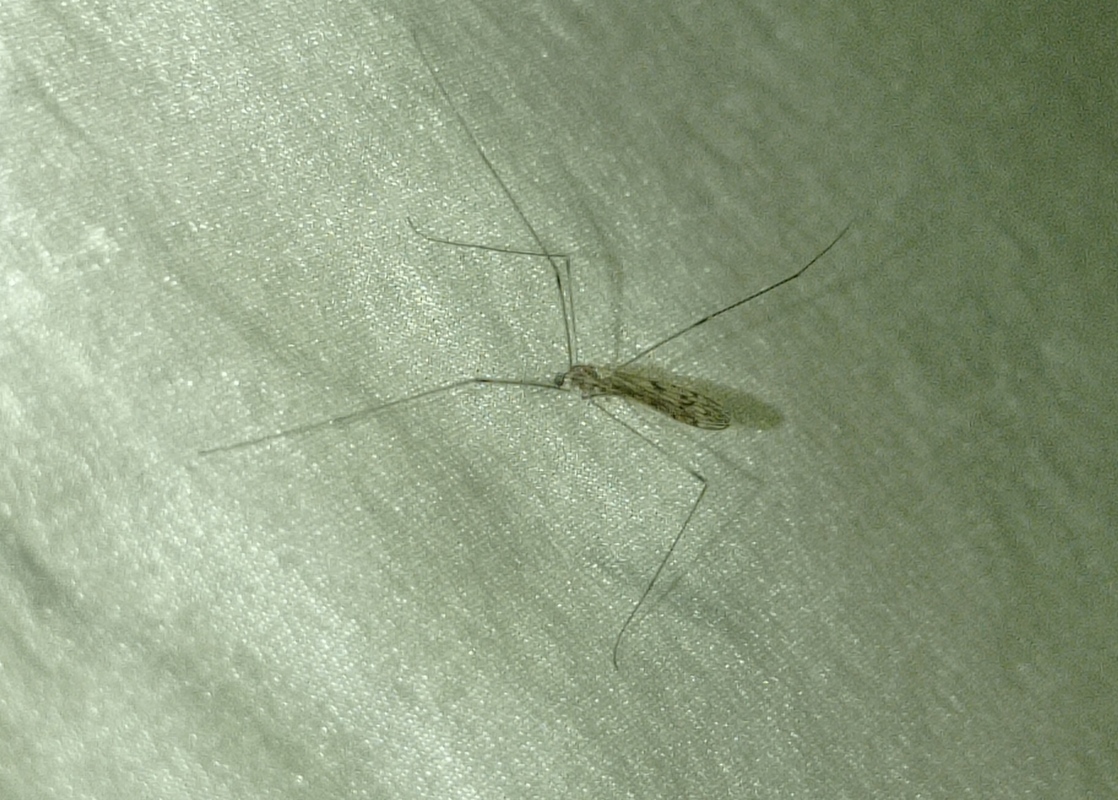 Achyrolimonia neonebulosa