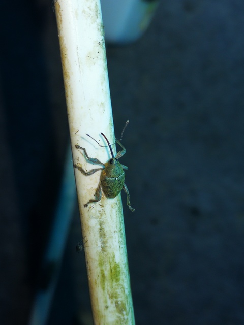 Curculio glandium - tölgymakkzsuzsóka