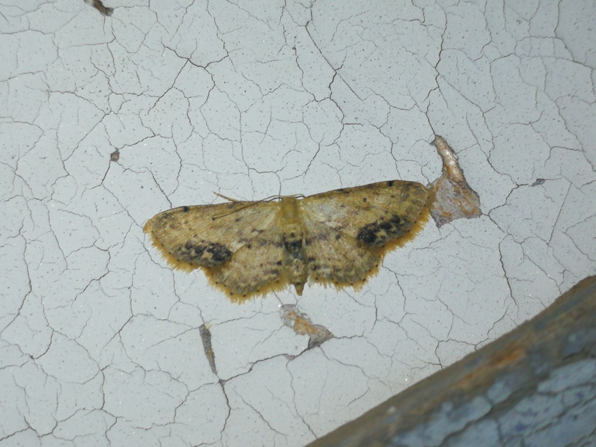 Idaea dimidiata - gyakori apróaraszoló