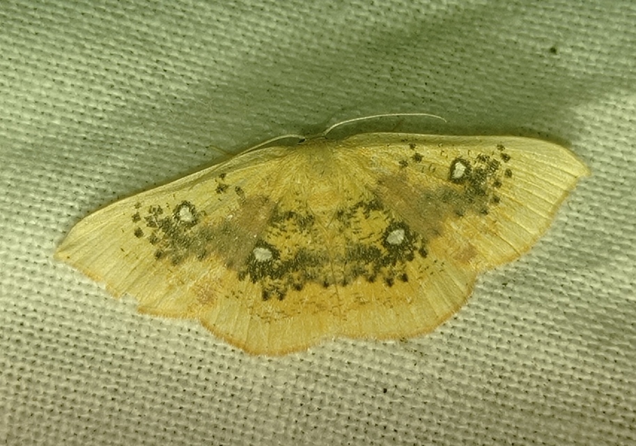 Cyclophora albiocellaria - juhar-pettyesaraszoló