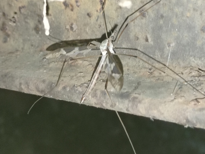 Tipula