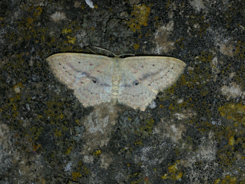 Scopula flaccidaria - alföldi sávosaraszoló