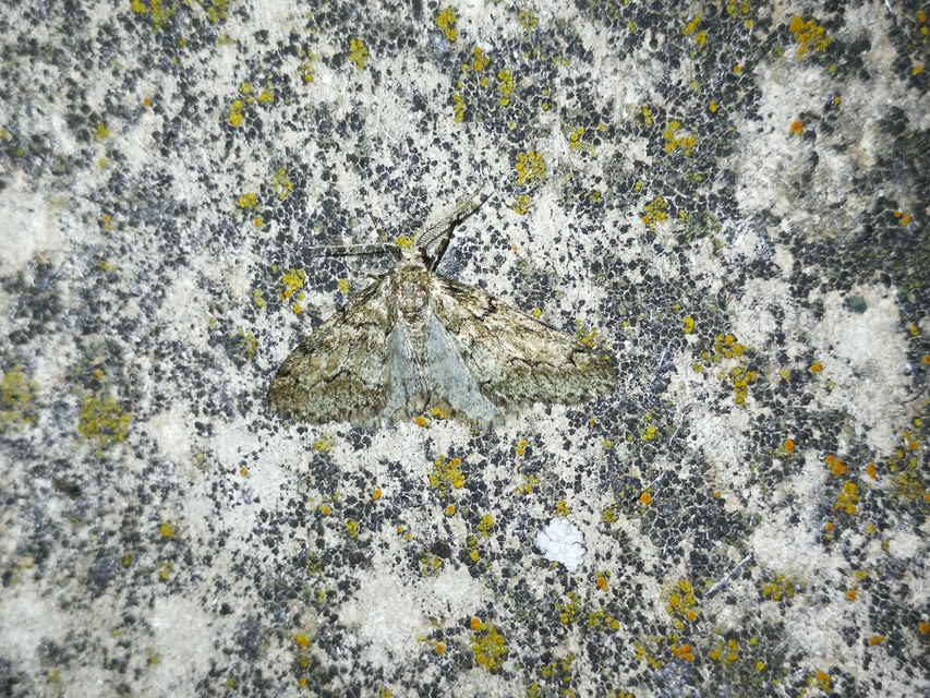 Tephronia sepiaria/Eumannia lepraria