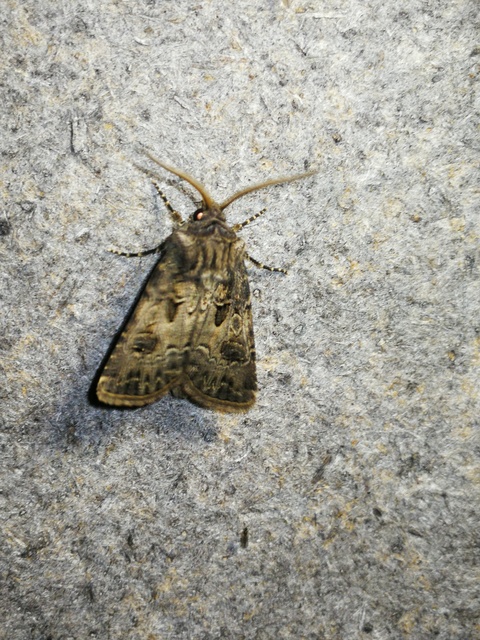 Agrotis bigramma - kétjegyű földibagoly
