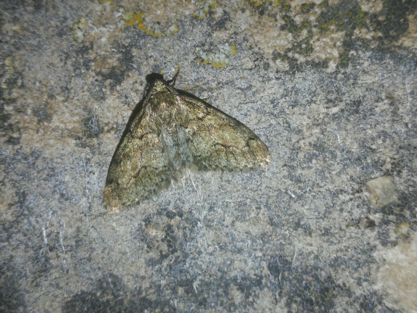 Tephronia sepiaria/Eumannia lepraria