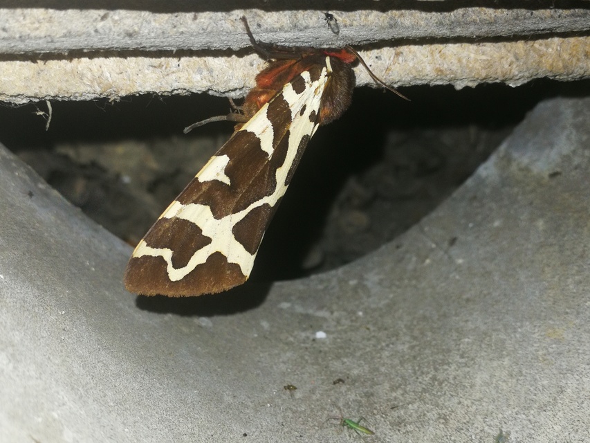 Arctia caja - közönséges medvelepke