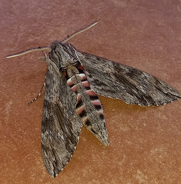 Agrius convolvuli - szulákszender