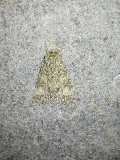 Acronicta megacephala - nagyfejű szigonyosbagoly