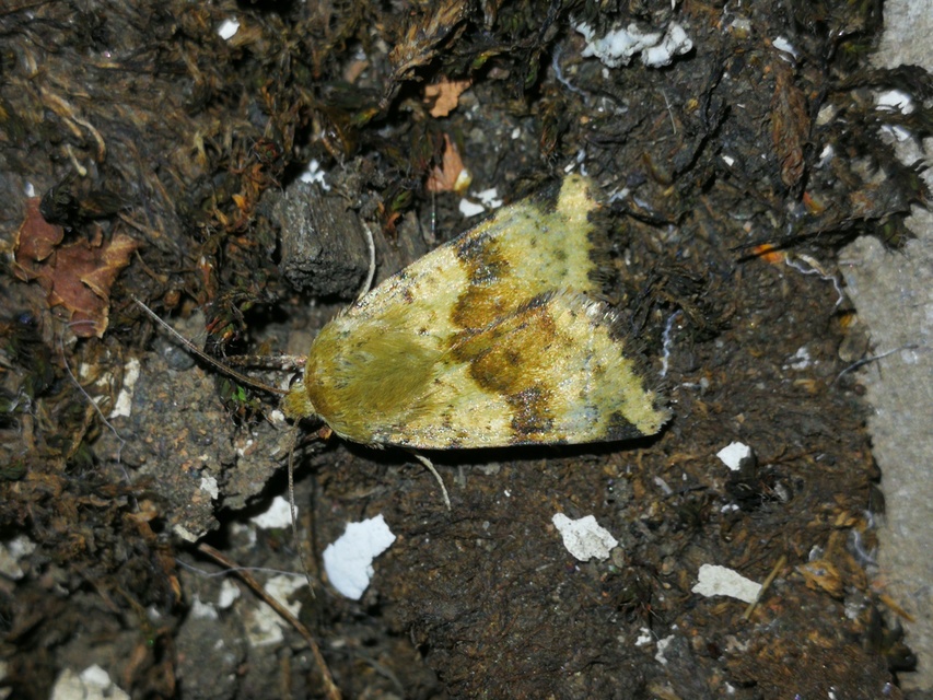 Heliothis adaucta - somkóróbagoly