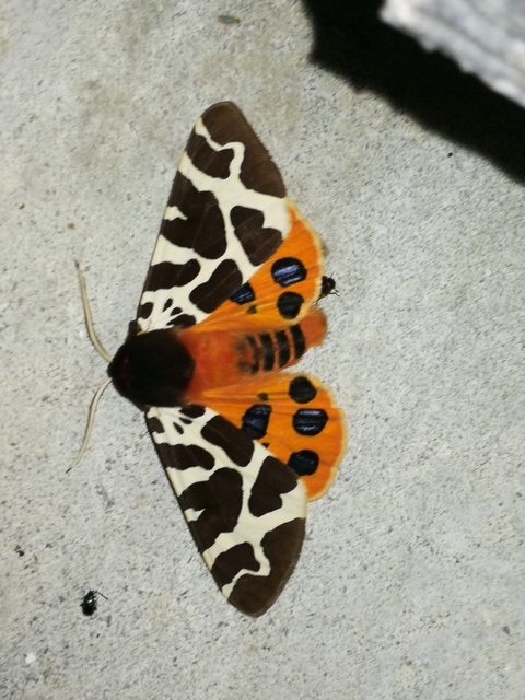 Arctia caja - közönséges medvelepke