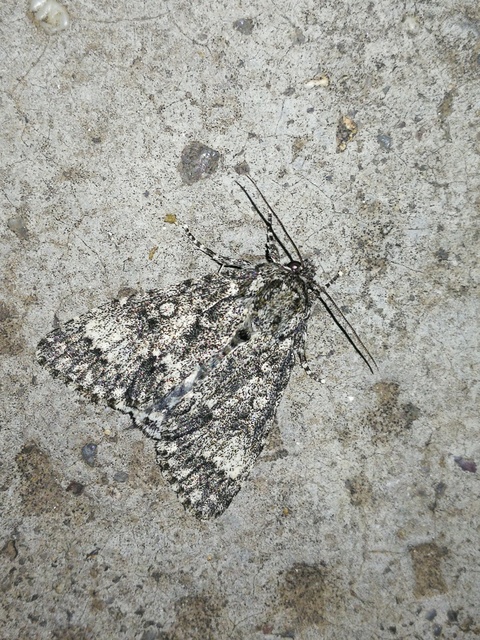 Acronicta megacephala - nagyfejű szigonyosbagoly