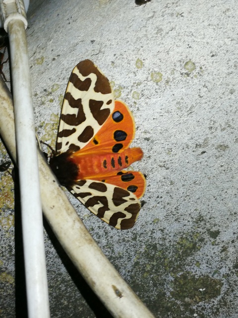 Arctia caja - közönséges medvelepke