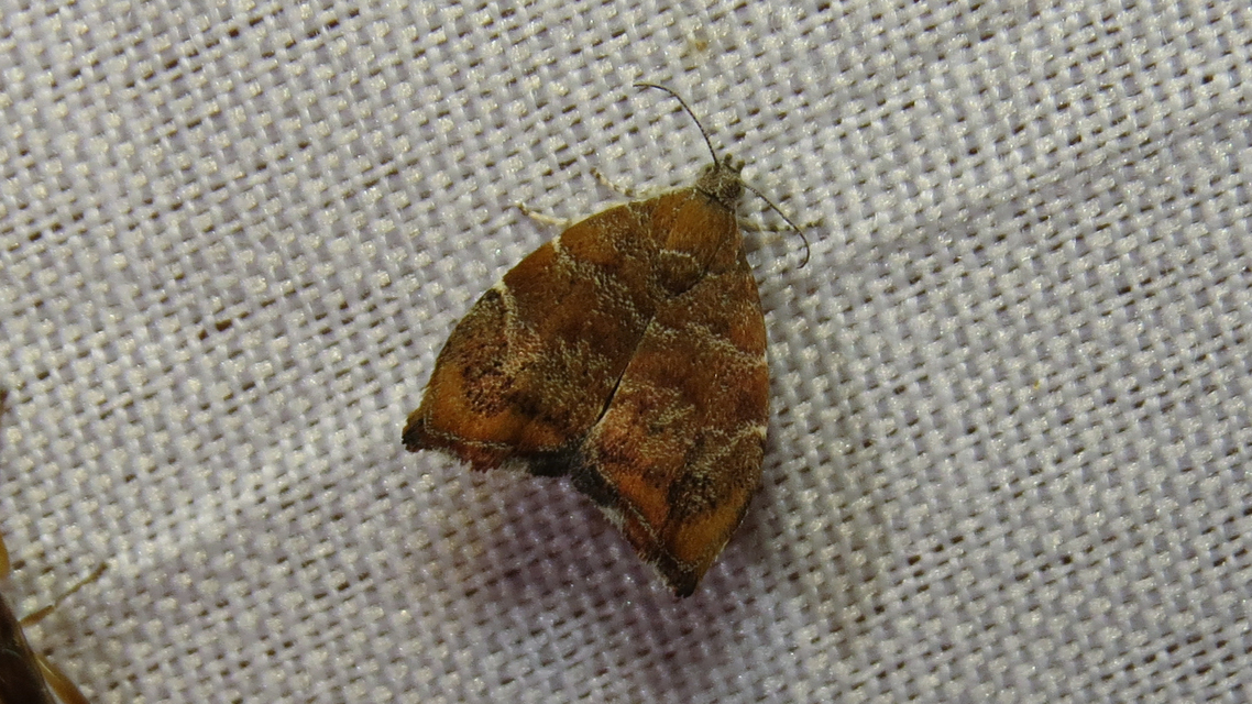 Choreutis nemorana - füge-levélmoly