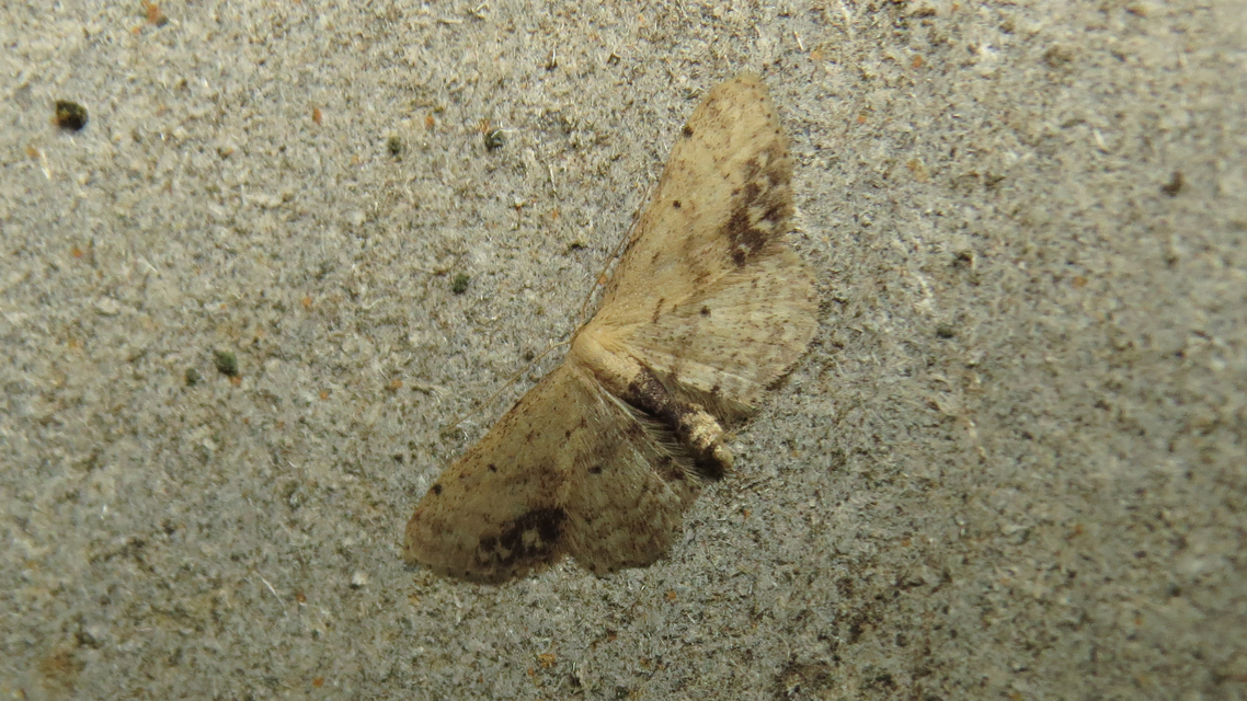 Idaea dimidiata - gyakori apróaraszoló