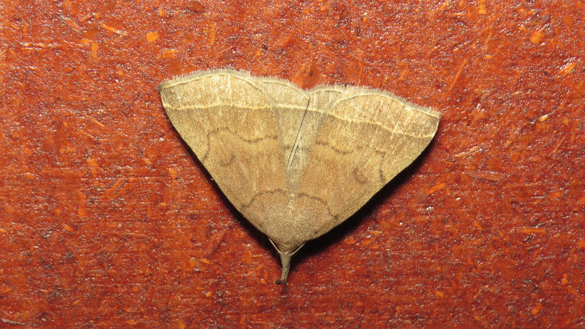 Pechipogo plumigeralis - tollascsápú karcsúbagoly