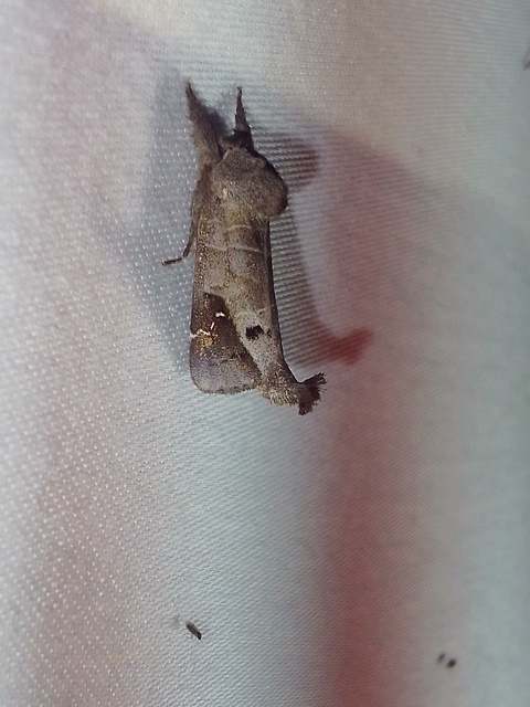 Clostera anachoreta - tarka levélszövő