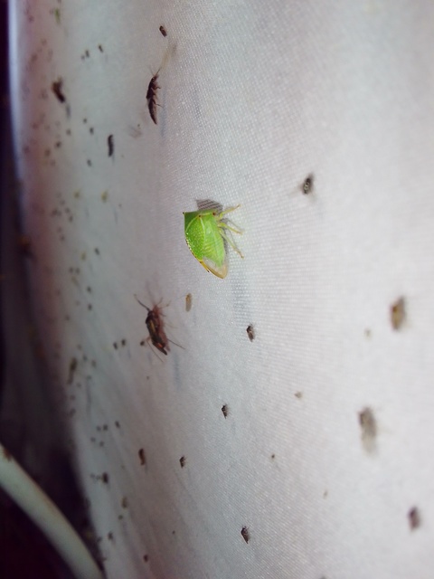 Stictocephala bisonia - bivalykabóca