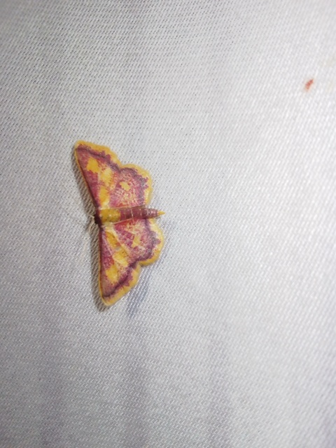Idaea muricata - mocsári pirosaraszoló