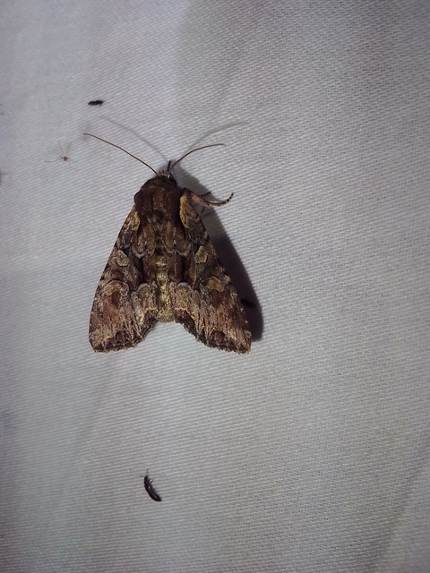 Lacanobia thalassina - borbolya-kertibagoly