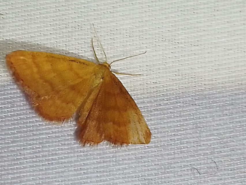 Idaea serpentata - kis sávosaraszoló