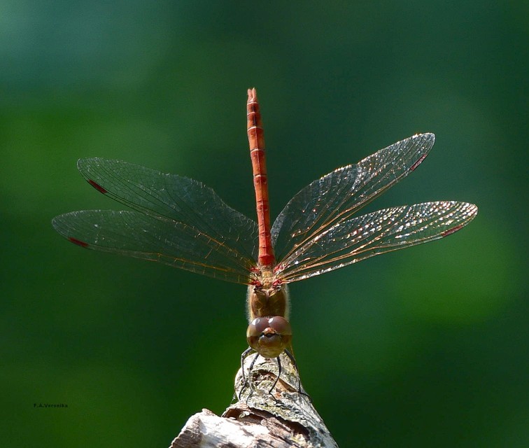 Sympetrum striolatum - harántsávos katona-szitakötő
