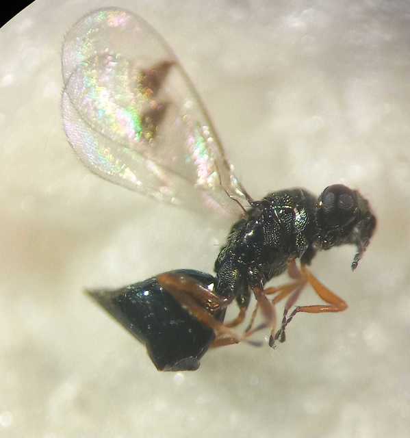 Mestocharis