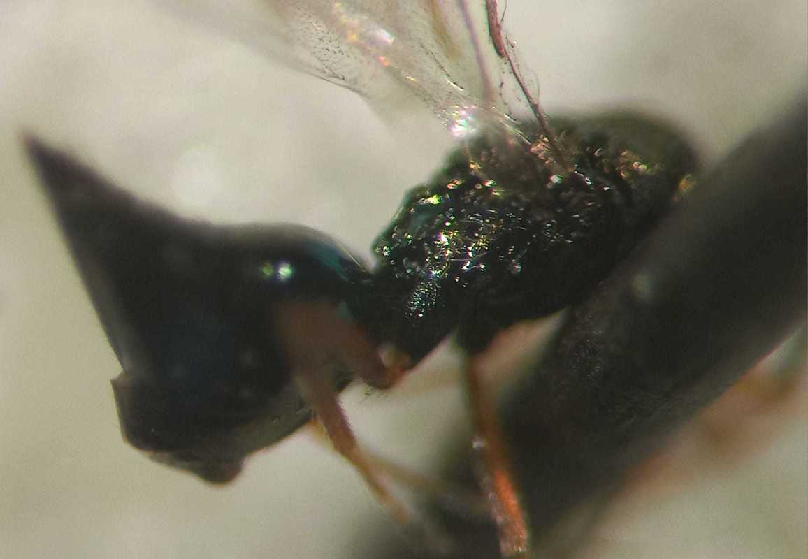 Mestocharis