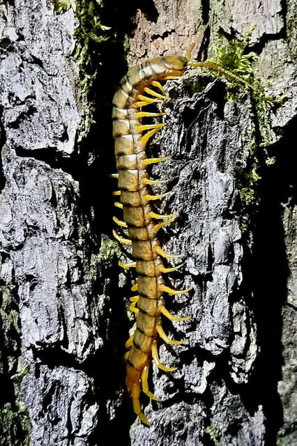 Scolopendra cingulata - öves szkolopendra