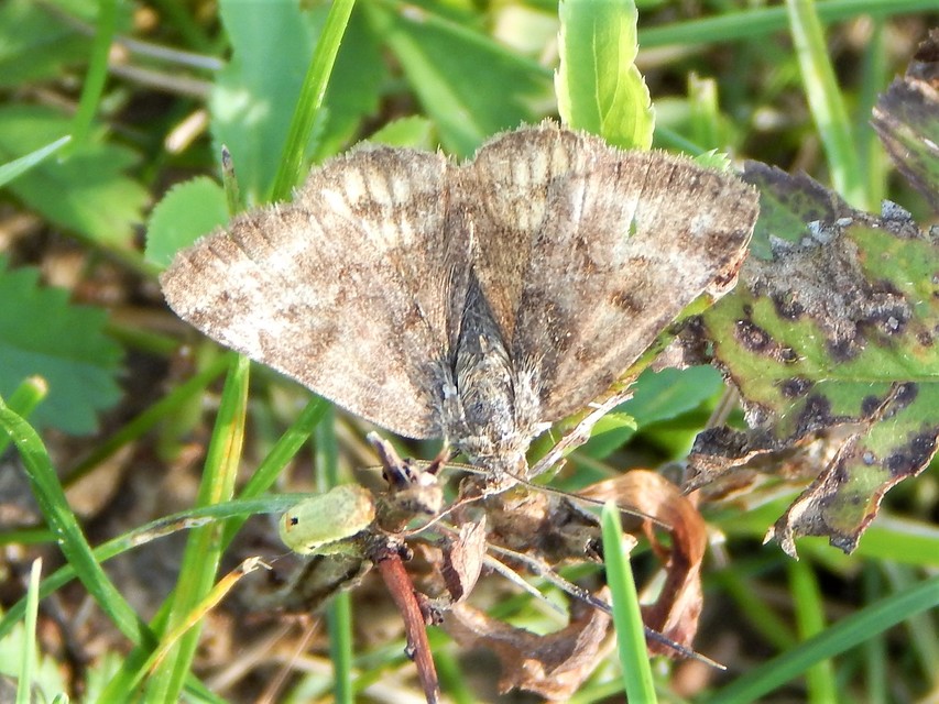Euclidia glyphica - közönséges nappalibagoly
