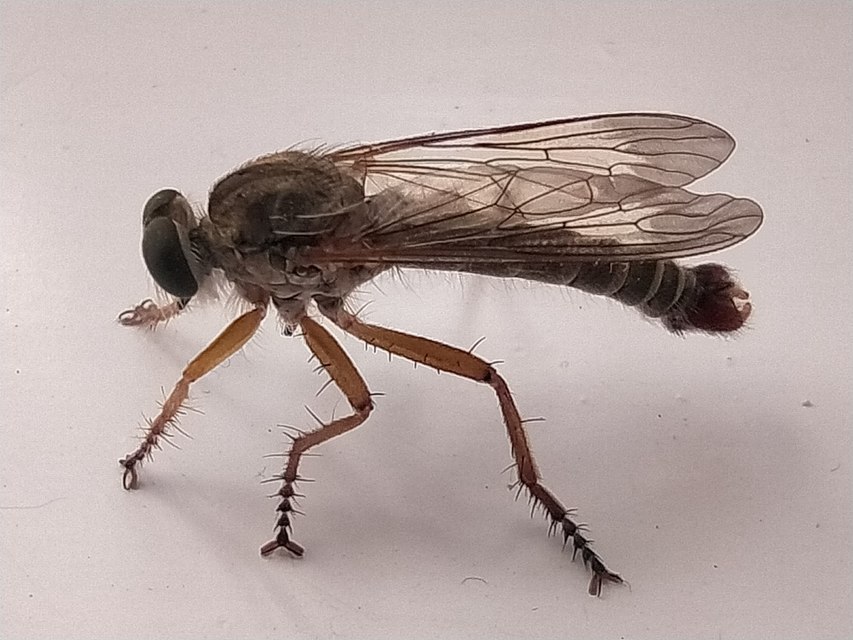 Aneomochtherus flavicornis