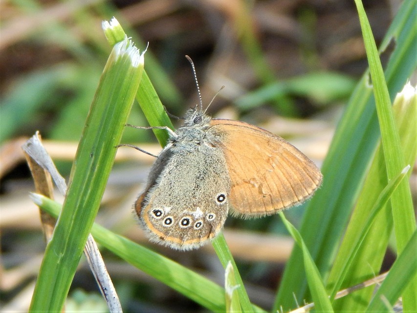 Coenonympha glycerion - közönséges szénalepke
