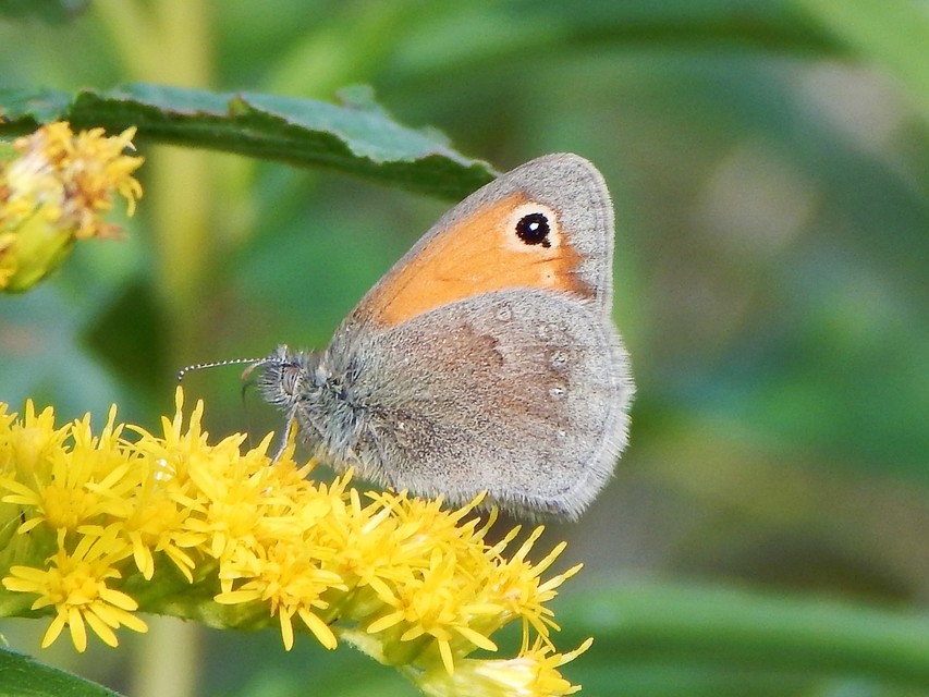 Coenonympha pamphilus - kis szénalepke