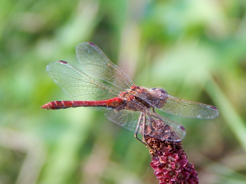 Sympetrum vulgatum - barkós katona-szitakötő