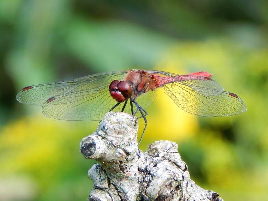 Sympetrum sanguineum - vörös katona-szitakötő
