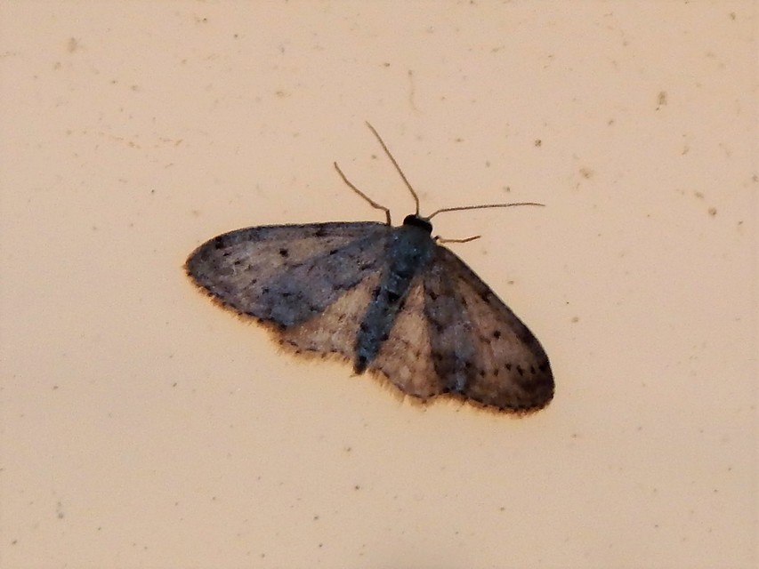 Macrolepidoptera - Nagylepkék