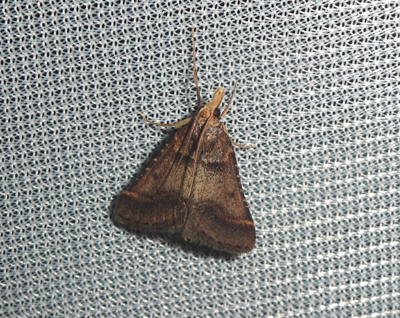 Stemmatophora brunnealis - barna fényilonca