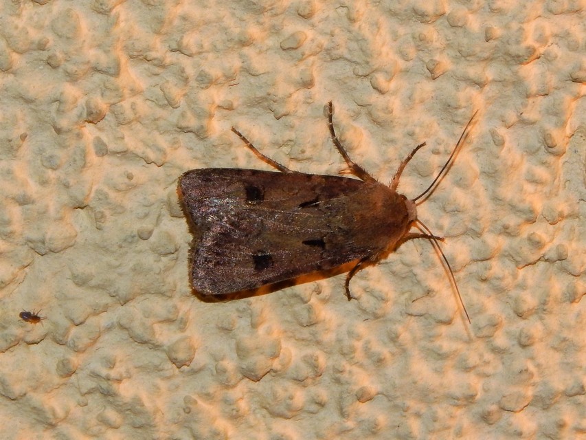 Agrotis exclamationis - felkiáltójeles földibagoly