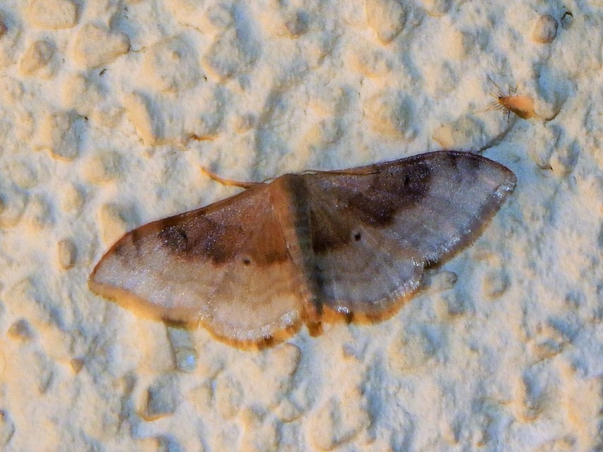 Idaea degeneraria - barnasávos araszoló