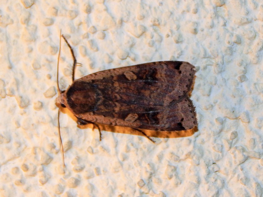 Noctua pronuba - nagy sárgafűbagoly