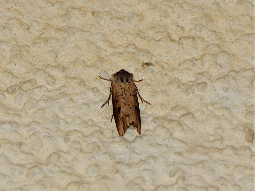 Macrolepidoptera - Nagylepkék