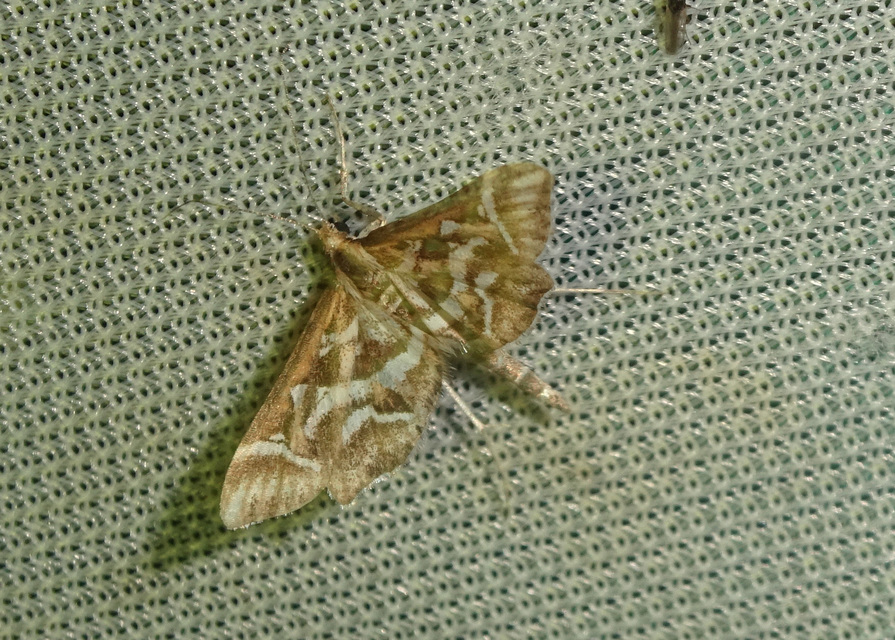 Diasemia reticularis - betűmintás tűzmoly