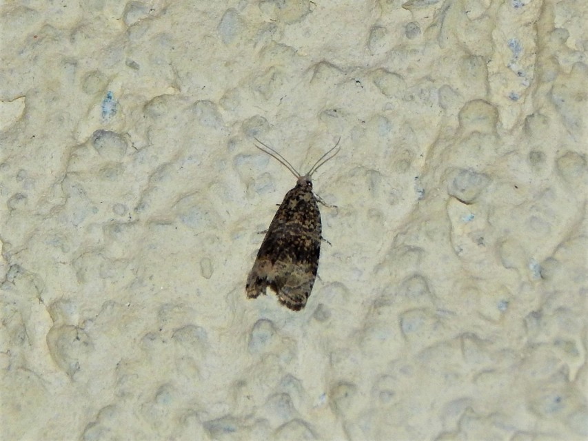 Tortricidae - sodrómolyfélék
