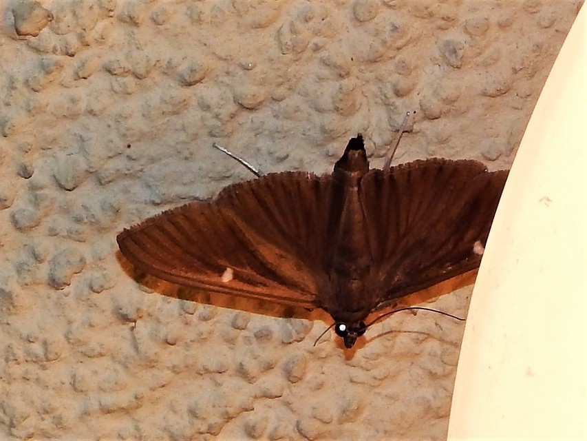 Cydalima perspectalis - puszpáng-tűzmoly