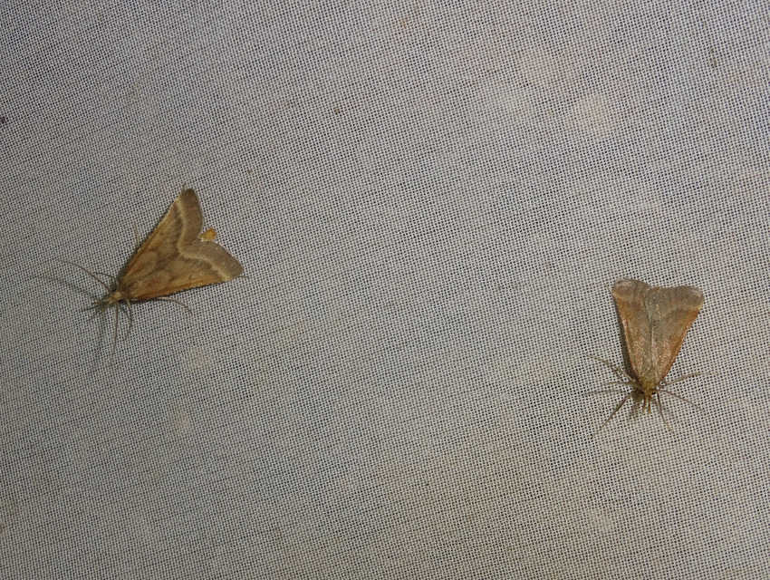 Synaphe punctalis - hosszúlábú fényilonca