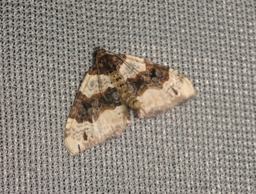 Cosmorhoe ocellata - szemes galajaraszoló
