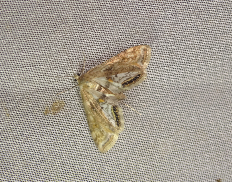 Cataclysta lemnata - békalencsemoly